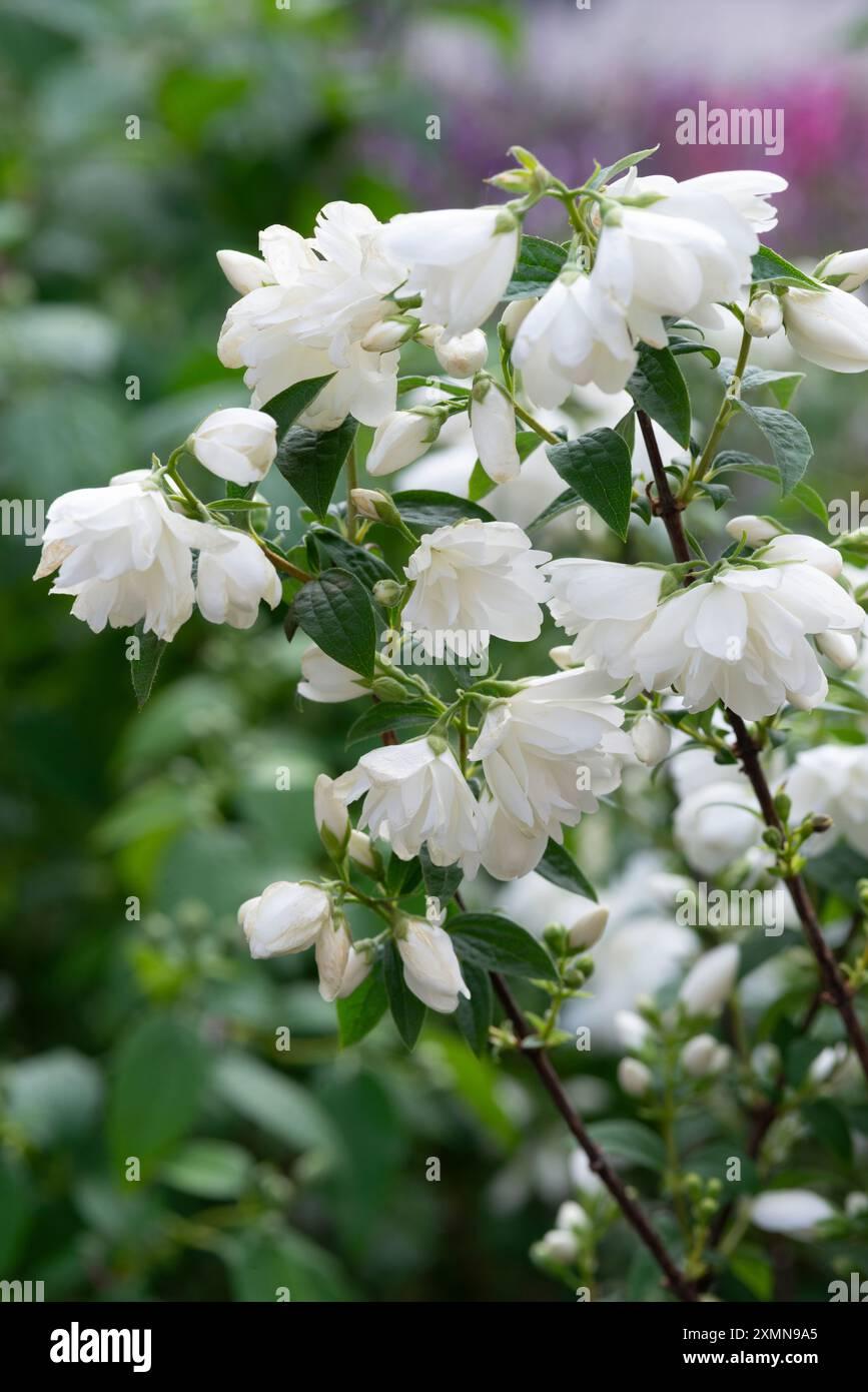 Philadelphus Virginalis Snow White - View 9 from www redcrocus com
