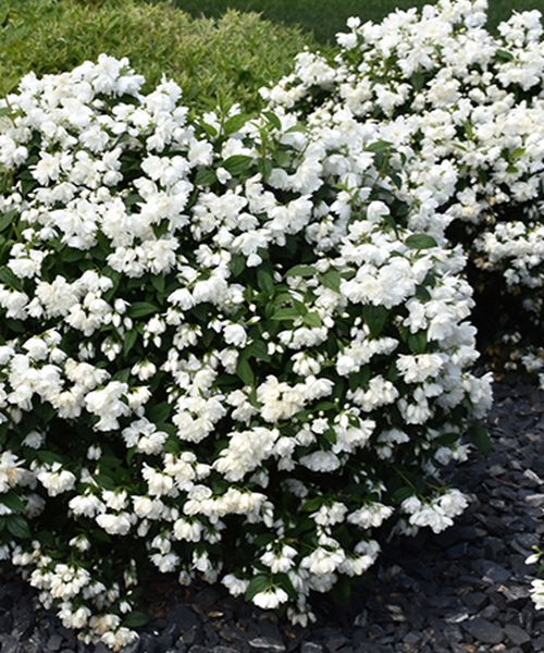 Philadelphus Virginalis Snow White - View 9 from www redcrocus com