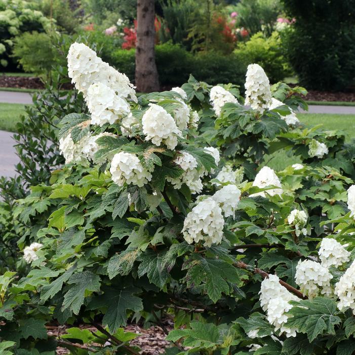 Hydrangea Quercifolia 'gatsby Gal' - View 10 from www redcrocus com