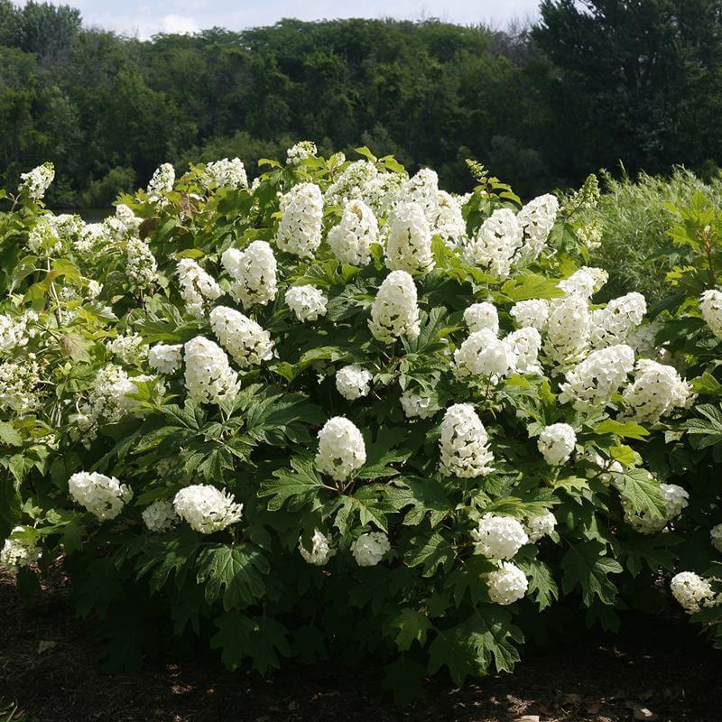 Hydrangea Quercifolia 'gatsby Gal' - View 11 from www redcrocus com