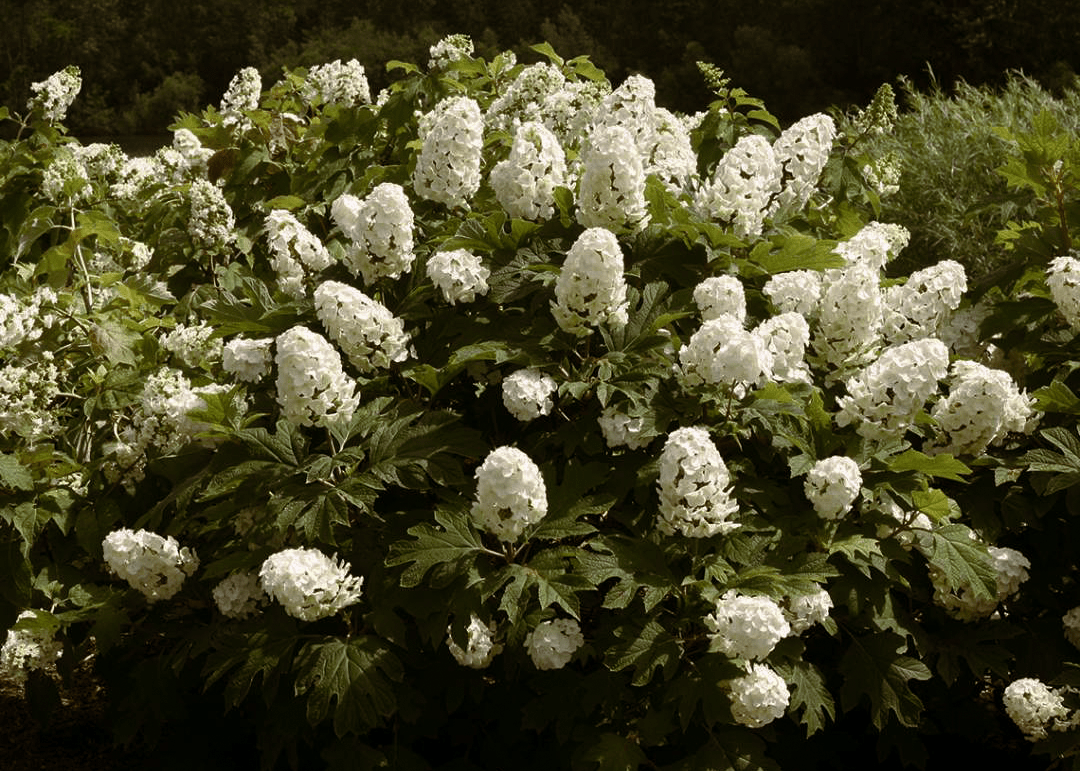 Hydrangea Quercifolia 'gatsby Gal' - View 12 from www redcrocus com