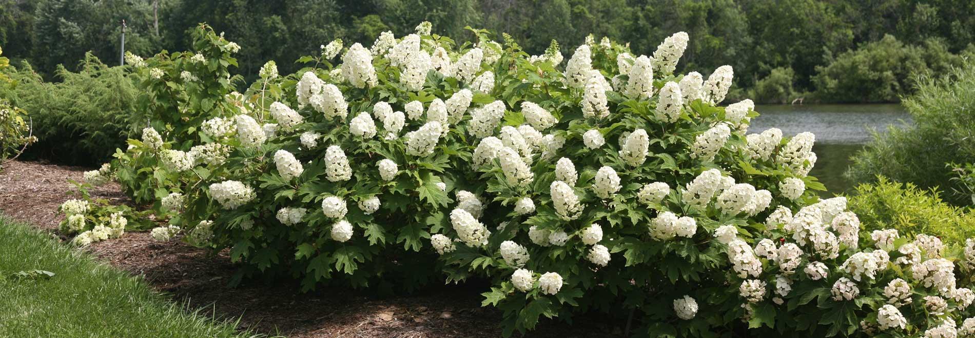 Hydrangea Quercifolia 'gatsby Gal' - View 13 from www redcrocus com