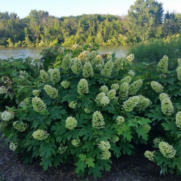 Hydrangea Quercifolia 'gatsby Gal' - View 14 from www redcrocus com