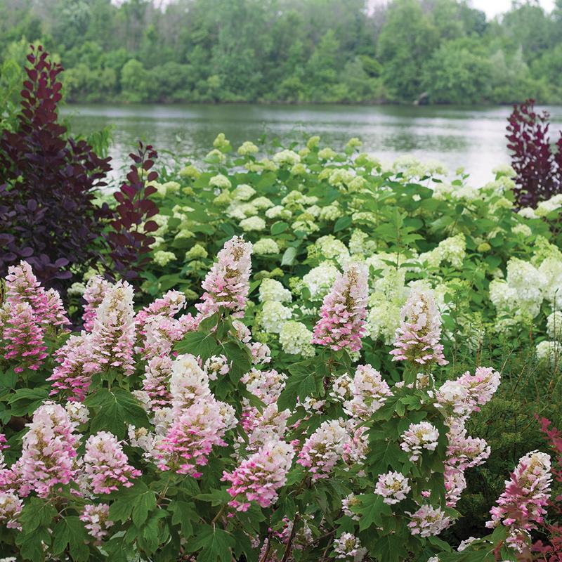 Hydrangea Quercifolia 'gatsby Gal' - View 15 from www redcrocus com