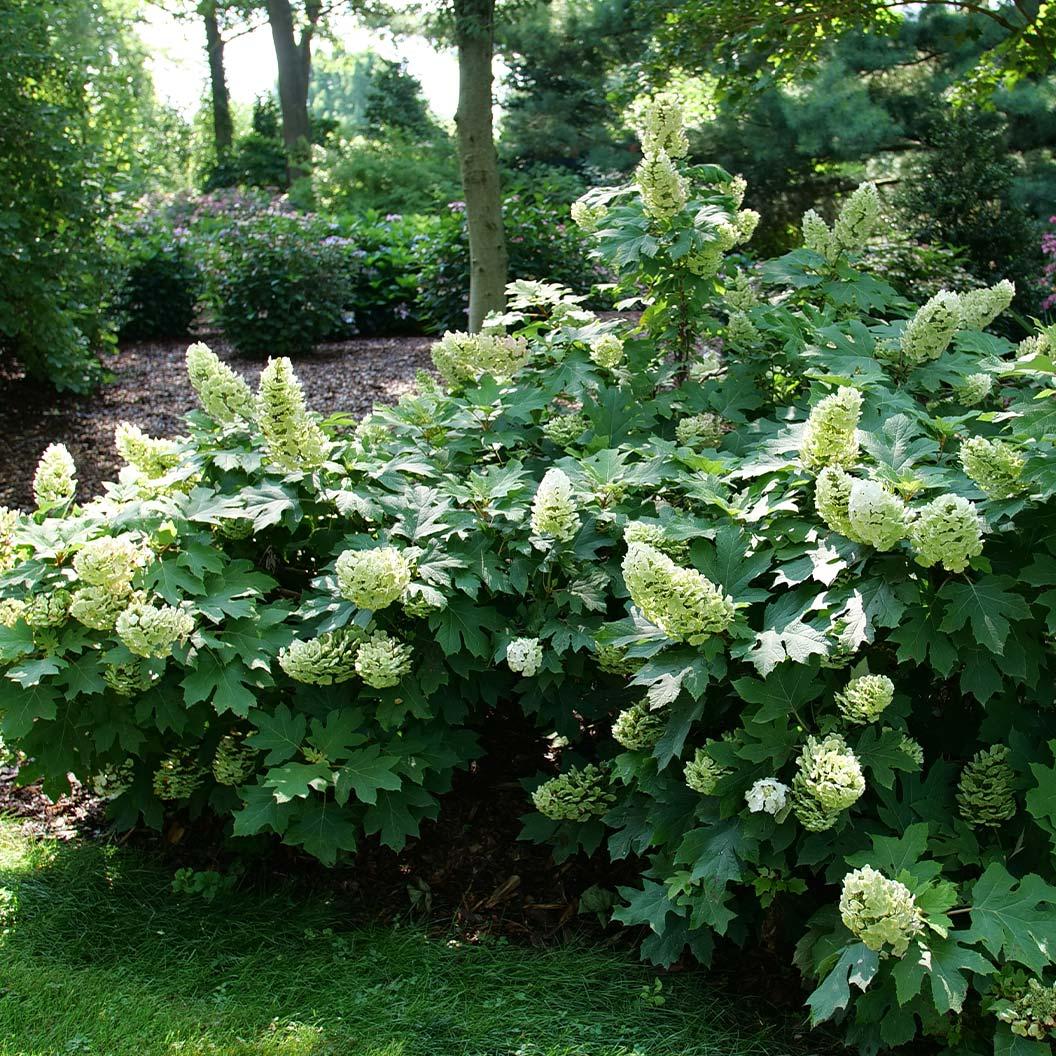Hydrangea Quercifolia 'gatsby Gal' - View 17 from www redcrocus com