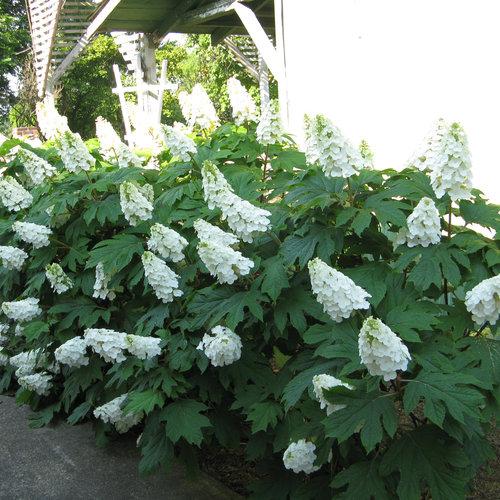 Hydrangea Quercifolia 'gatsby Gal' - View 1 from www redcrocus com