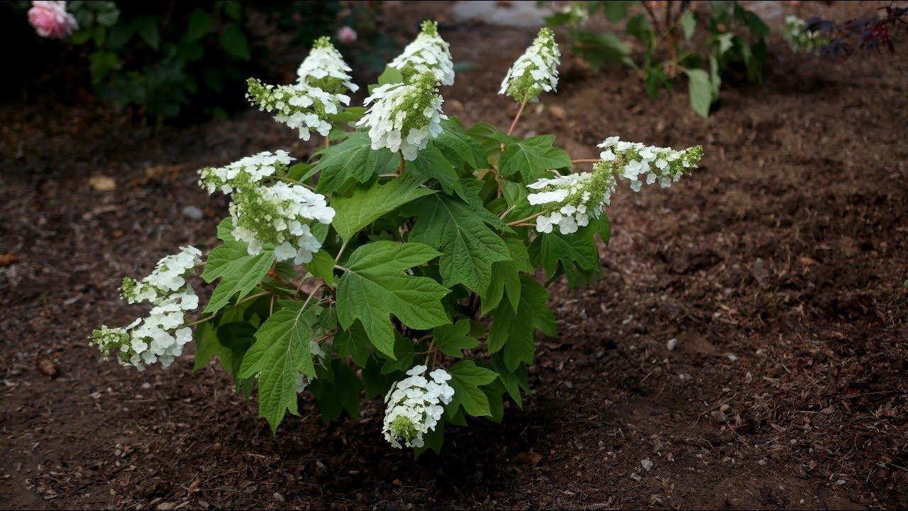 Hydrangea Quercifolia 'gatsby Gal' - View 22 from www redcrocus com