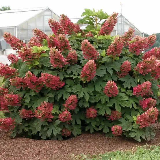 Hydrangea Quercifolia 'gatsby Gal' - View 23 from www redcrocus com