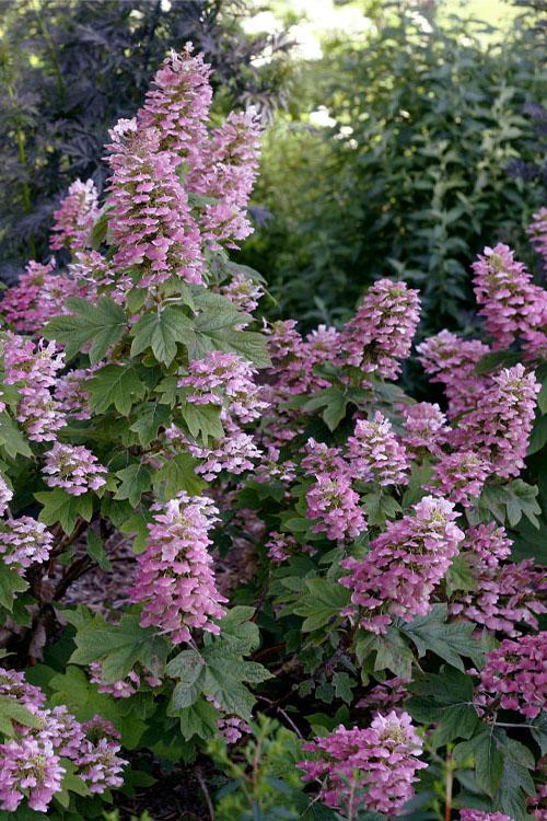 Hydrangea Quercifolia 'gatsby Gal' - View 24 from www redcrocus com