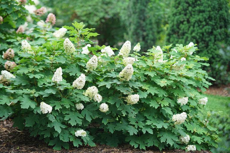 Hydrangea Quercifolia 'gatsby Gal' - View 25 from www redcrocus com