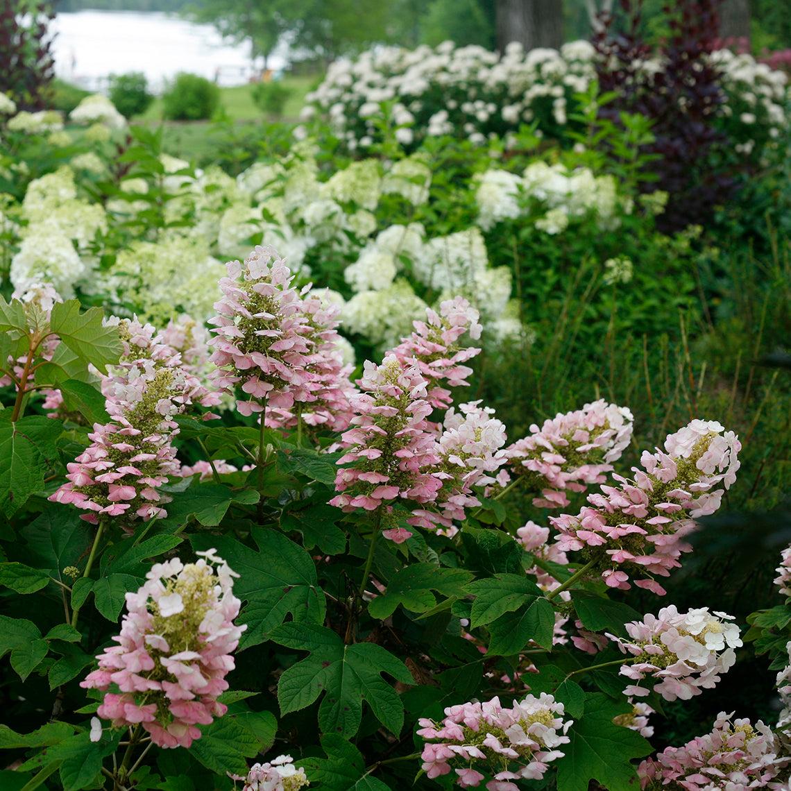 Hydrangea Quercifolia 'gatsby Gal' - View 28 from www redcrocus com