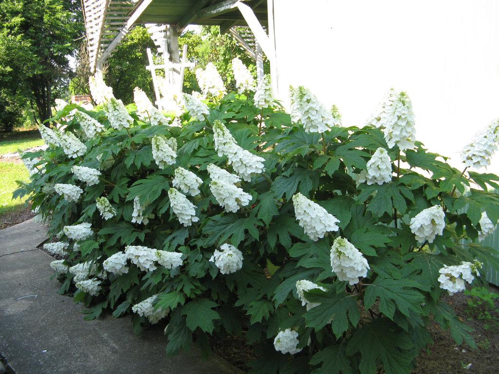 Hydrangea Quercifolia 'gatsby Gal' - View 29 from www redcrocus com