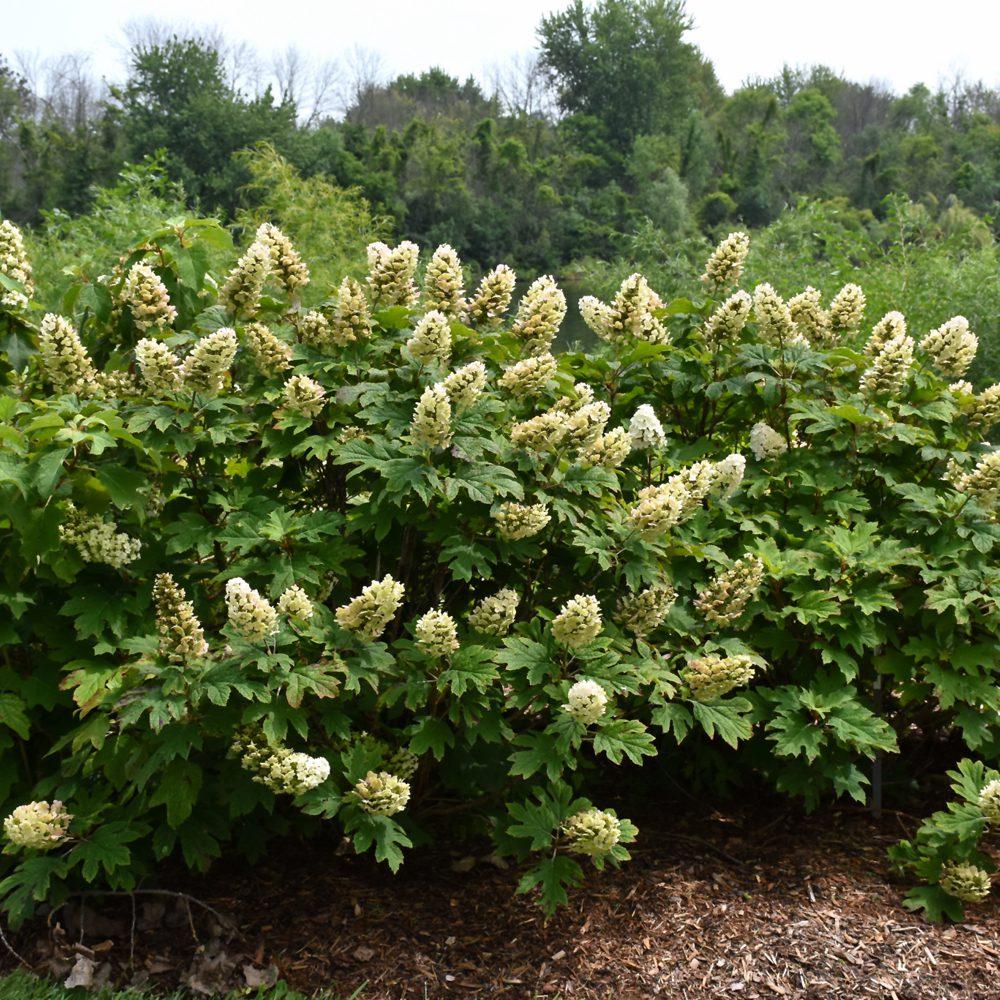 Hydrangea Quercifolia 'gatsby Gal' - View 31 from www redcrocus com