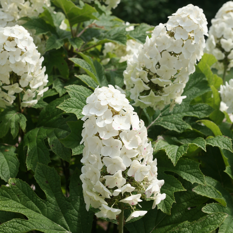 Hydrangea Quercifolia 'gatsby Gal' - View 35 from www redcrocus com