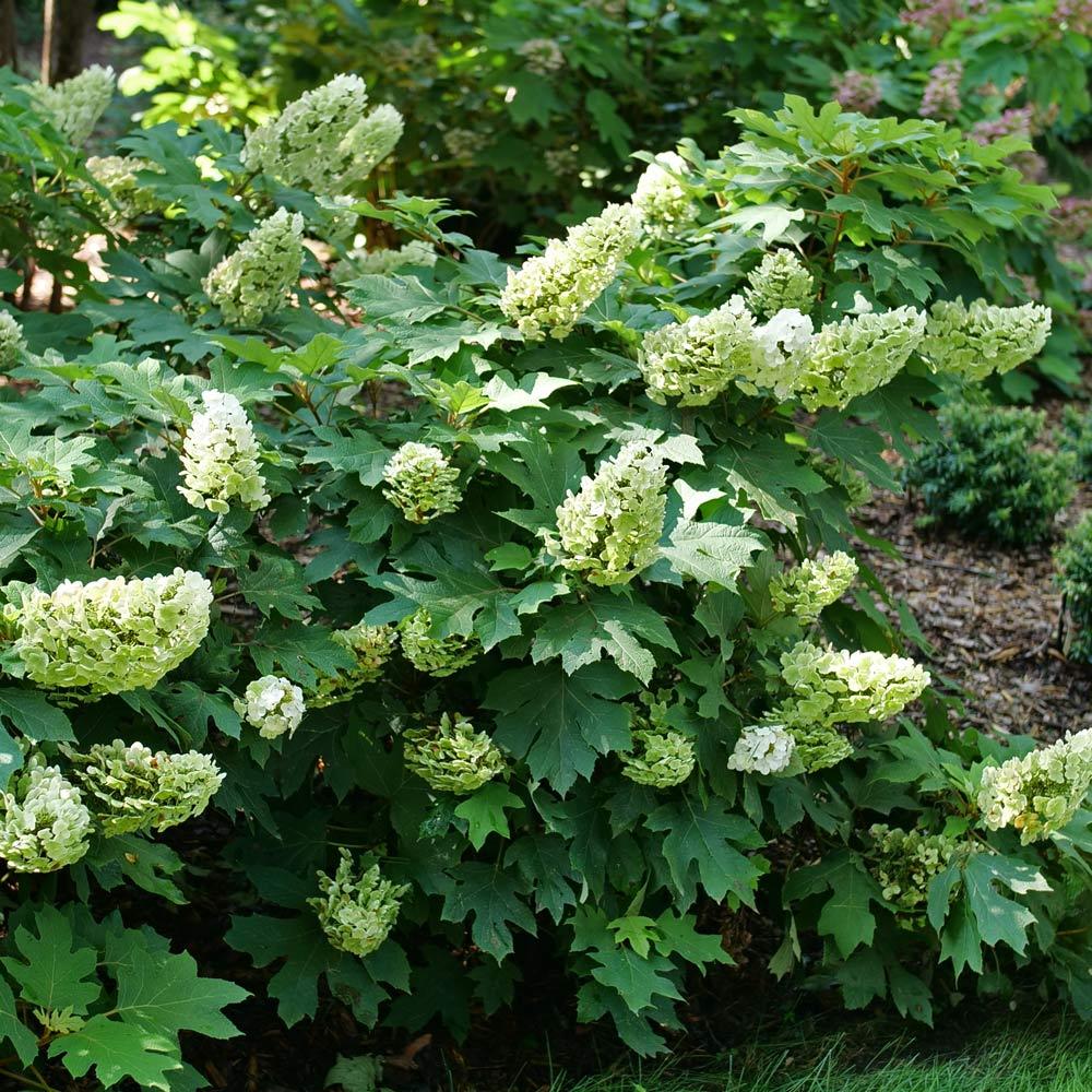 Hydrangea Quercifolia 'gatsby Gal' - View 36 from www redcrocus com