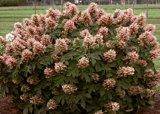 Hydrangea Quercifolia 'gatsby Gal' - View 6 from www redcrocus com