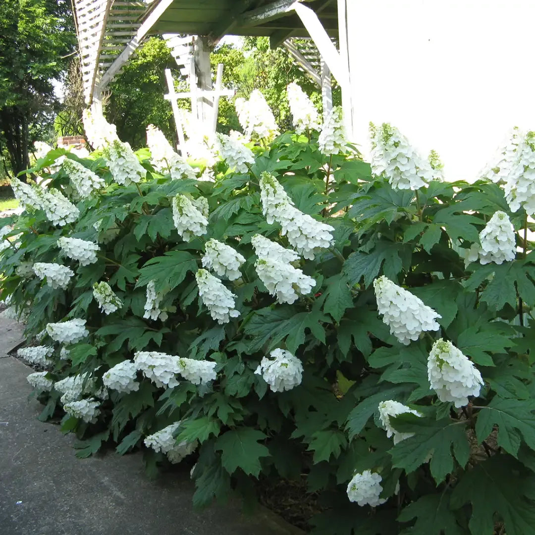 Hydrangea Quercifolia 'gatsby Gal' - View 7 from www redcrocus com