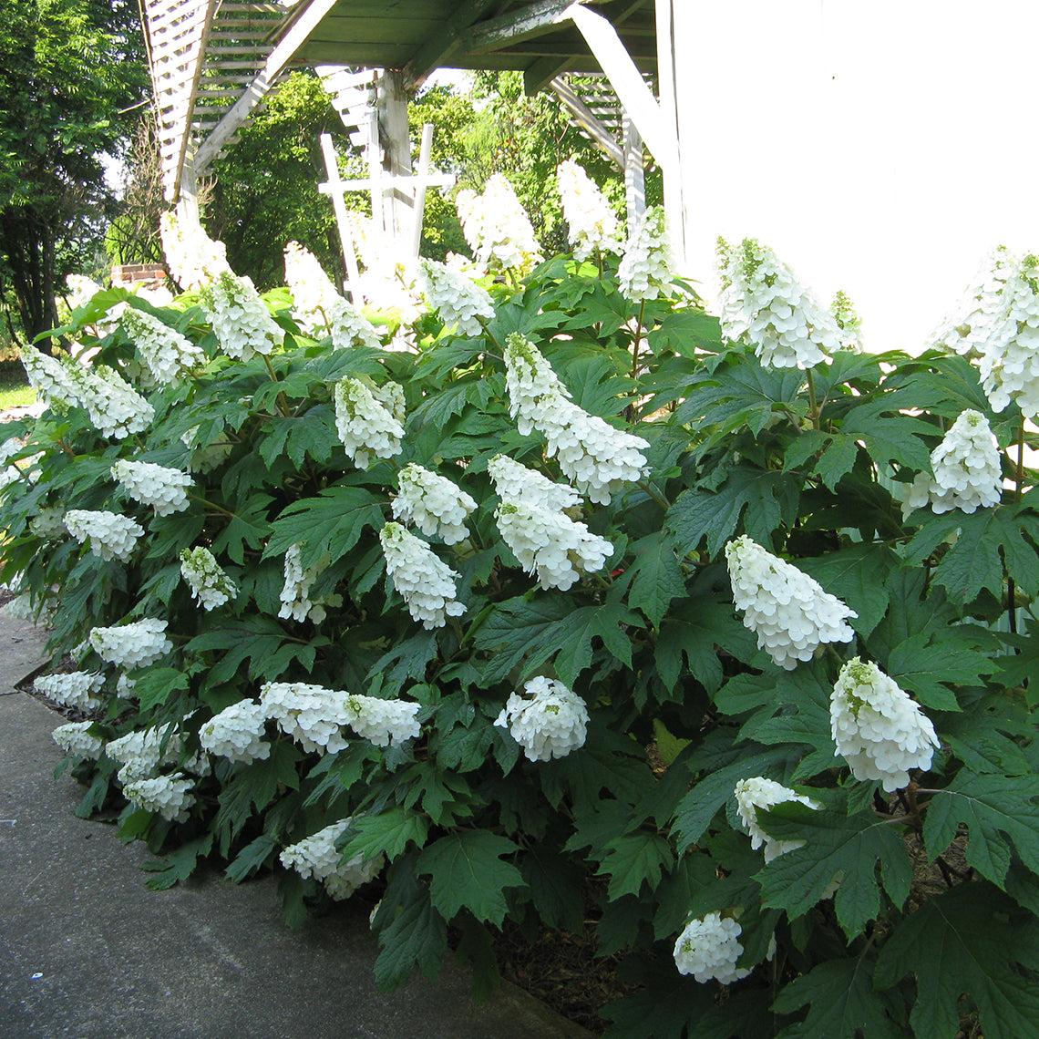 Hydrangea Quercifolia 'gatsby Gal' - View 9 from www redcrocus com