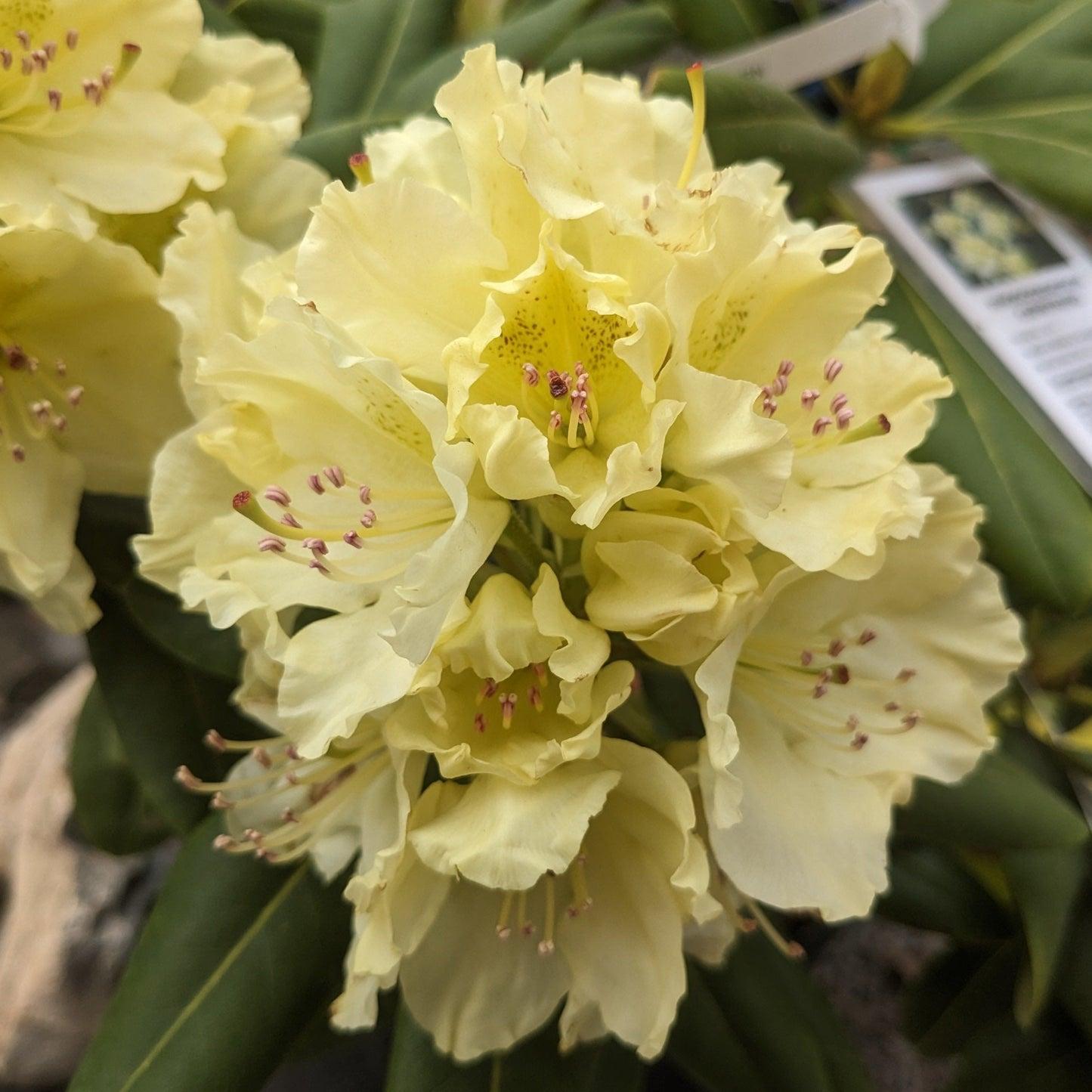 Rhododendron Capistrano - View 13 from www redcrocus com