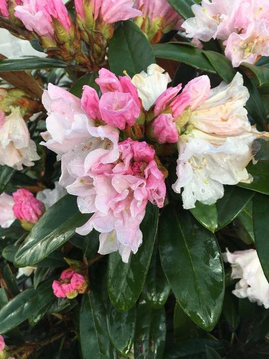 Rhododendron Teddy Bear - View 3 from www redcrocus com