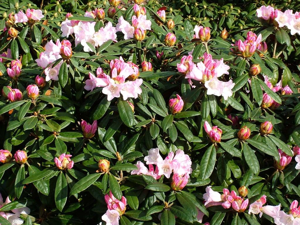 Rhododendron Teddy Bear - View 8 from www redcrocus com