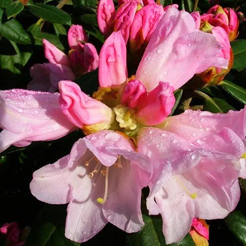 Rhododendron 'teddy Bear' - View 15 from www redcrocus com