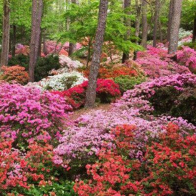 Rhododendron 'teddy Bear' - View 19 from www redcrocus com