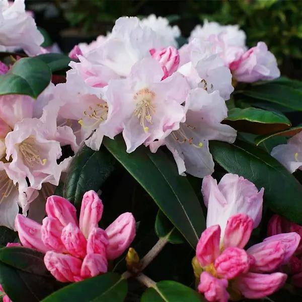 Rhododendron 'teddy Bear' - View 20 from www redcrocus com