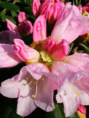 Rhododendron 'teddy Bear' - View 22 from www redcrocus com
