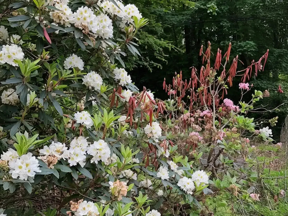 Rhododendron 'teddy Bear' - View 24 from www redcrocus com