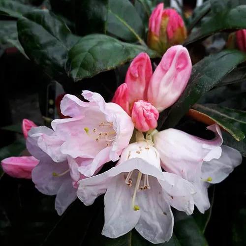 Rhododendron 'teddy Bear' - View 25 from www redcrocus com