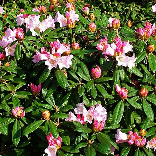 Rhododendron 'teddy Bear' - View 5 from www redcrocus com