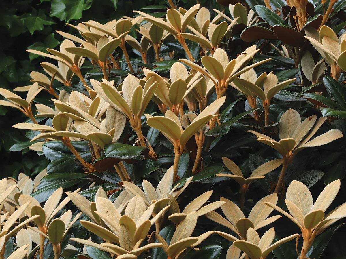 Rhododendron 'teddy Bear' - View 6 from www redcrocus com