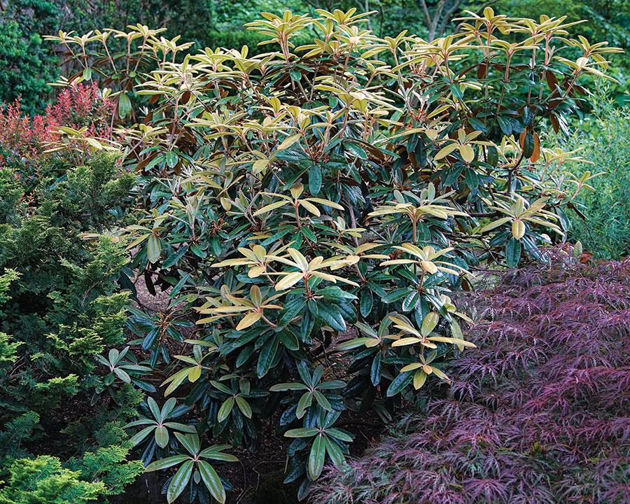 Rhododendron 'teddy Bear' - View 8 from www redcrocus com