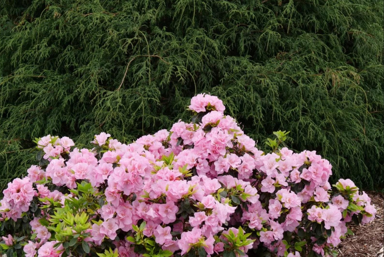 Azalea Perfecto Mundo Double Pink - View 12 from www redcrocus com