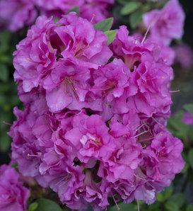 Azalea Perfecto Mundo Double Pink - View 13 from www redcrocus com