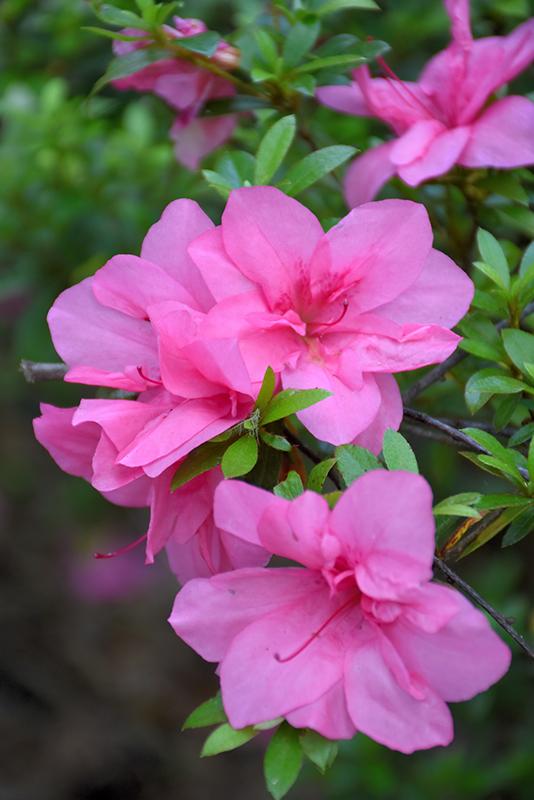 Azalea Perfecto Mundo Double Pink - View 17 from www redcrocus com