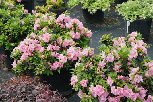 Azalea Perfecto Mundo Double Pink - View 1 from www redcrocus com