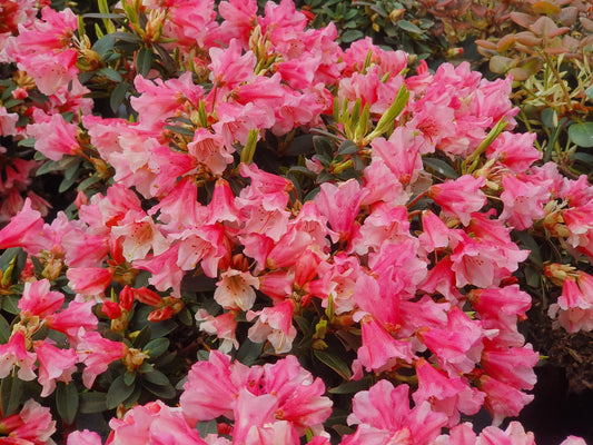 Rhododendron Laetivirens - View 10 from www redcrocus com