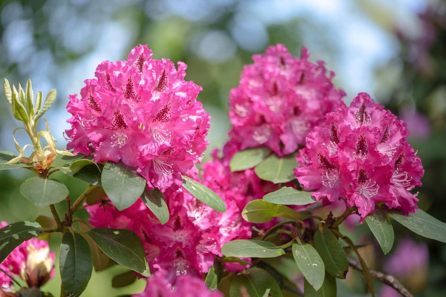 Rhododendron Laetivirens - View 11 from www redcrocus com