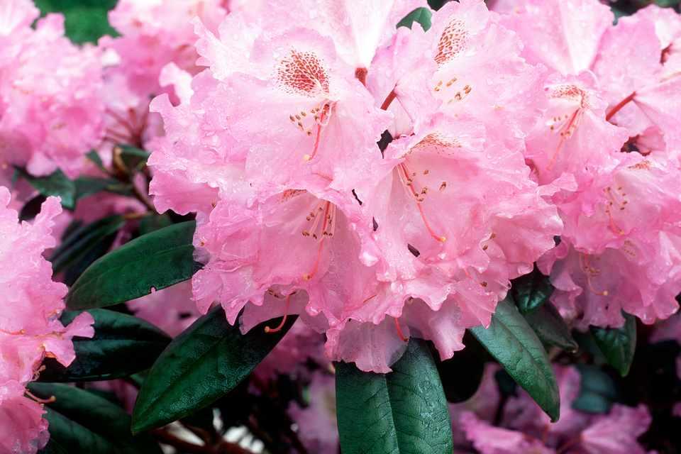 Rhododendron Laetivirens - View 14 from www redcrocus com
