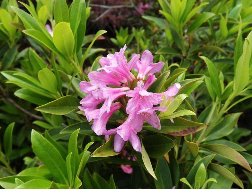 Rhododendron Laetivirens - View 2 from www redcrocus com