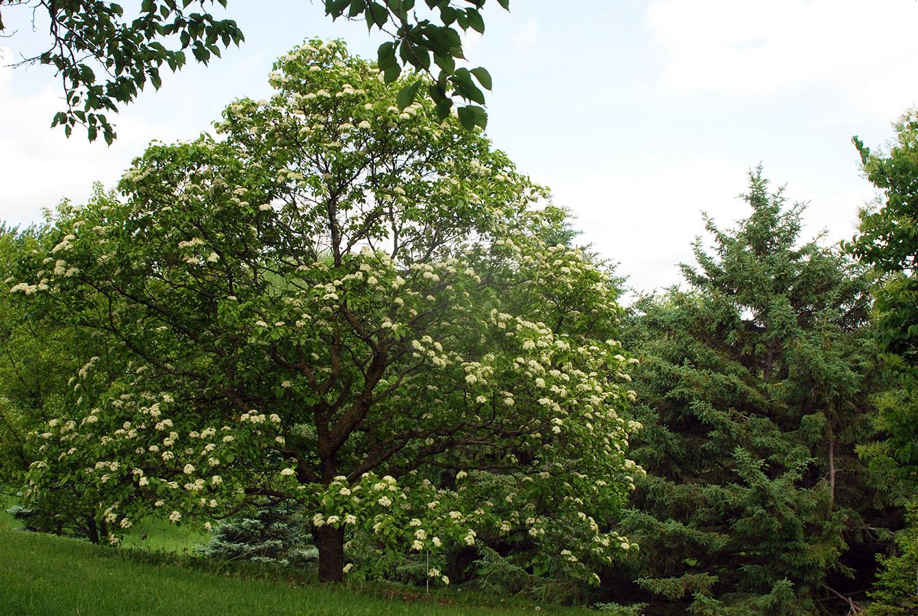Viburnum Lentago - View 11 from www redcrocus com