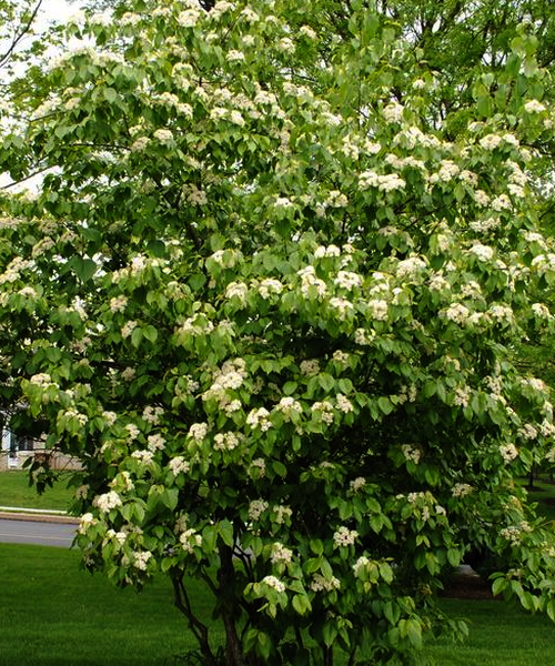 Viburnum Lentago - View 18 from www redcrocus com