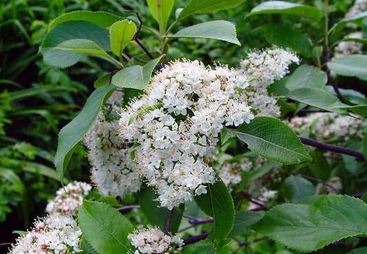 Viburnum Lentago - View 1 from www redcrocus com