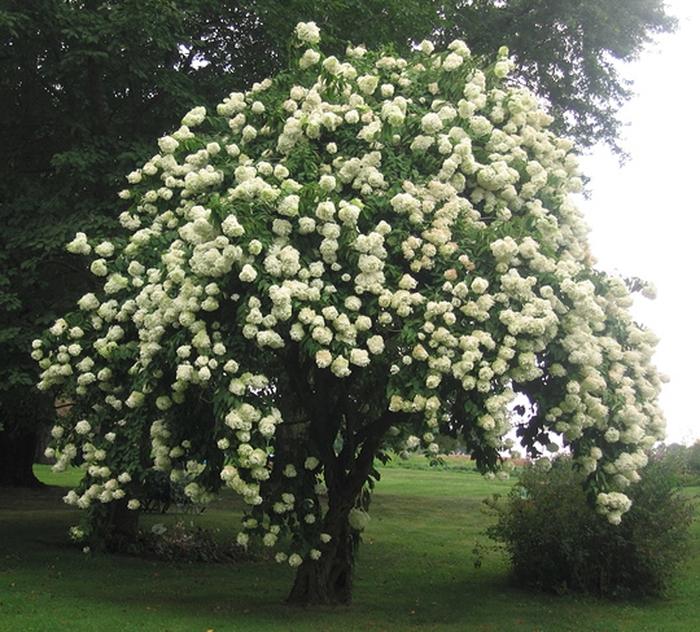 Viburnum Lentago - View 4 from www redcrocus com