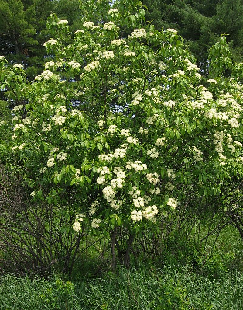 Viburnum Lentago - View 6 from www redcrocus com