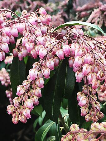 Pieris Japonica Fire N Ice - View 10 from www redcrocus com