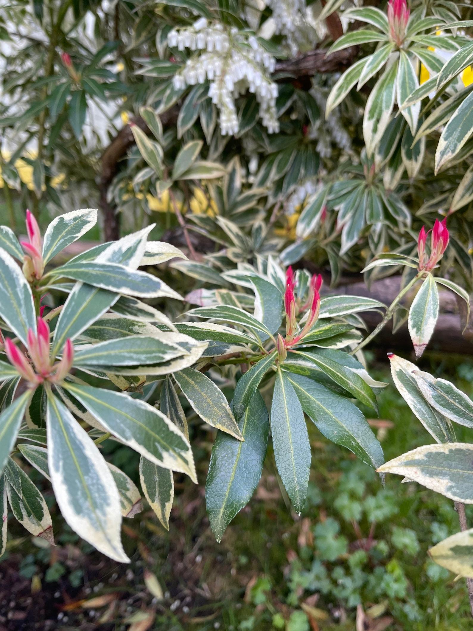 Pieris Japonica Fire N Ice - View 13 from www redcrocus com
