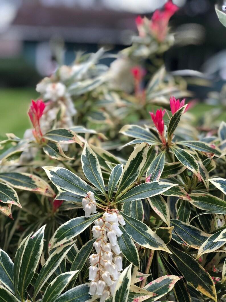 Pieris Japonica Fire N Ice - View 14 from www redcrocus com